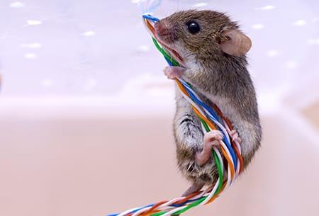 Mouse control